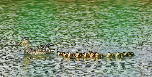 探索《绝境急袭挑战重重》新的游戏概览预告片！